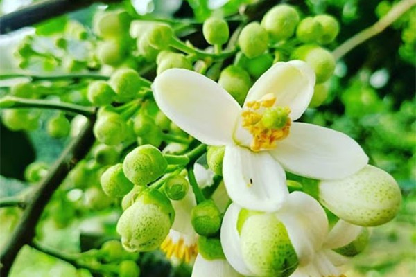Hoa bưởi là vị thuốc quý, vừa chữa bệnh lại giải tỏa stress cực tốt – Văn  Hóa & Giải Trí